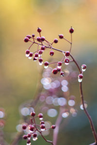 Autumn magic, branch with small rose hips, raindrops, blurred background with Bokeh Autumn magic, branch with small rose hips, raindrops, blurred background with Bokeh